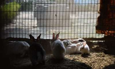 When Will Europe End Animal Testing
