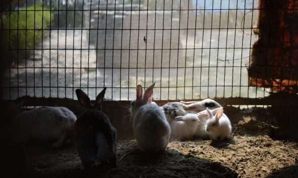 When Will Europe End Animal Testing