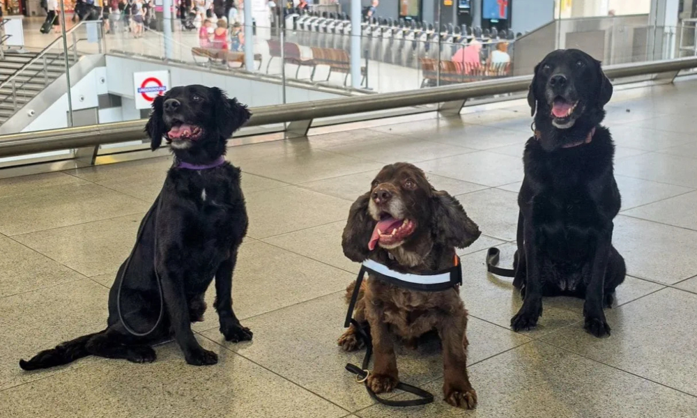 London Waterloo adds dog patrols to security team