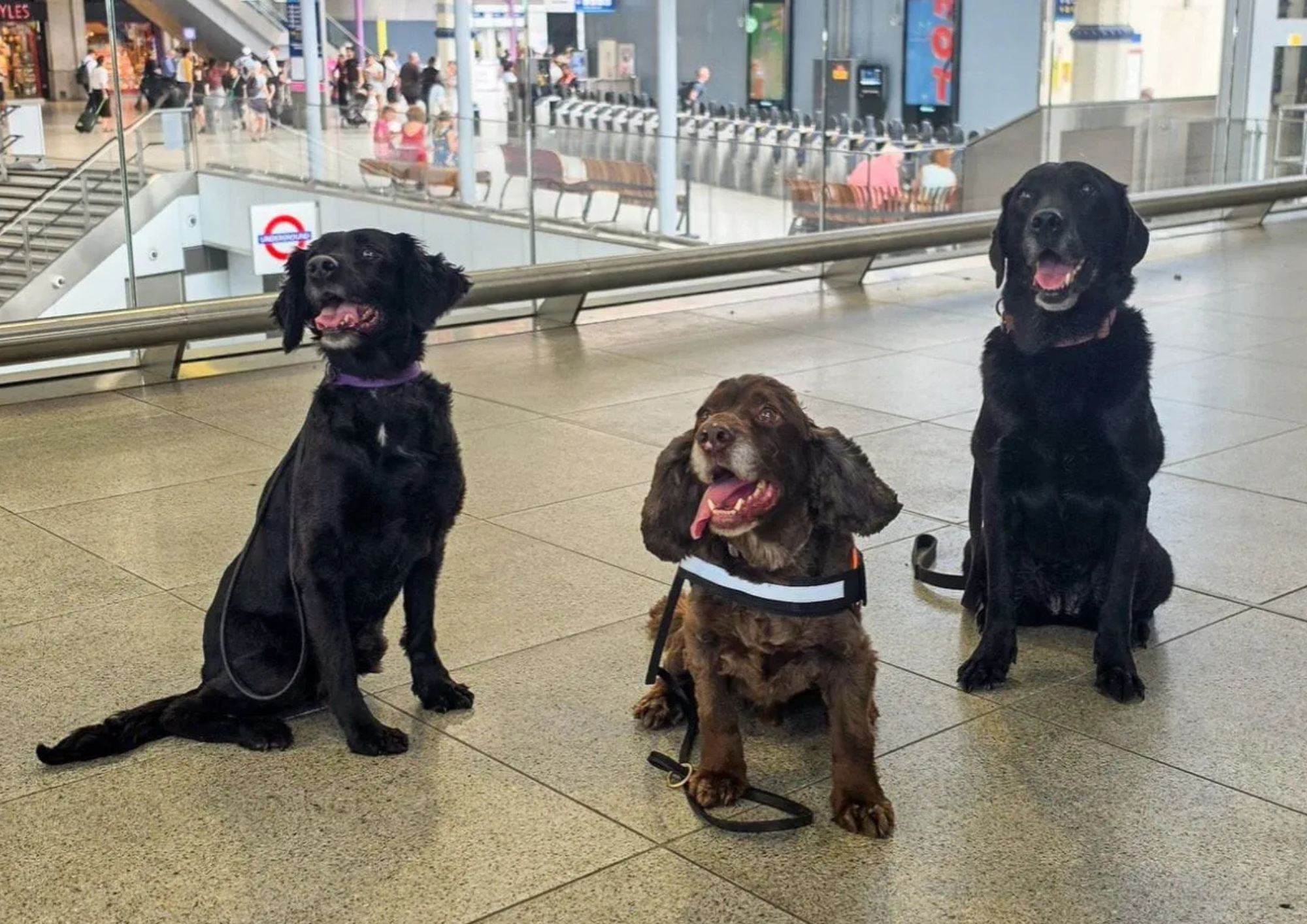 London Waterloo adds dog patrols to security team